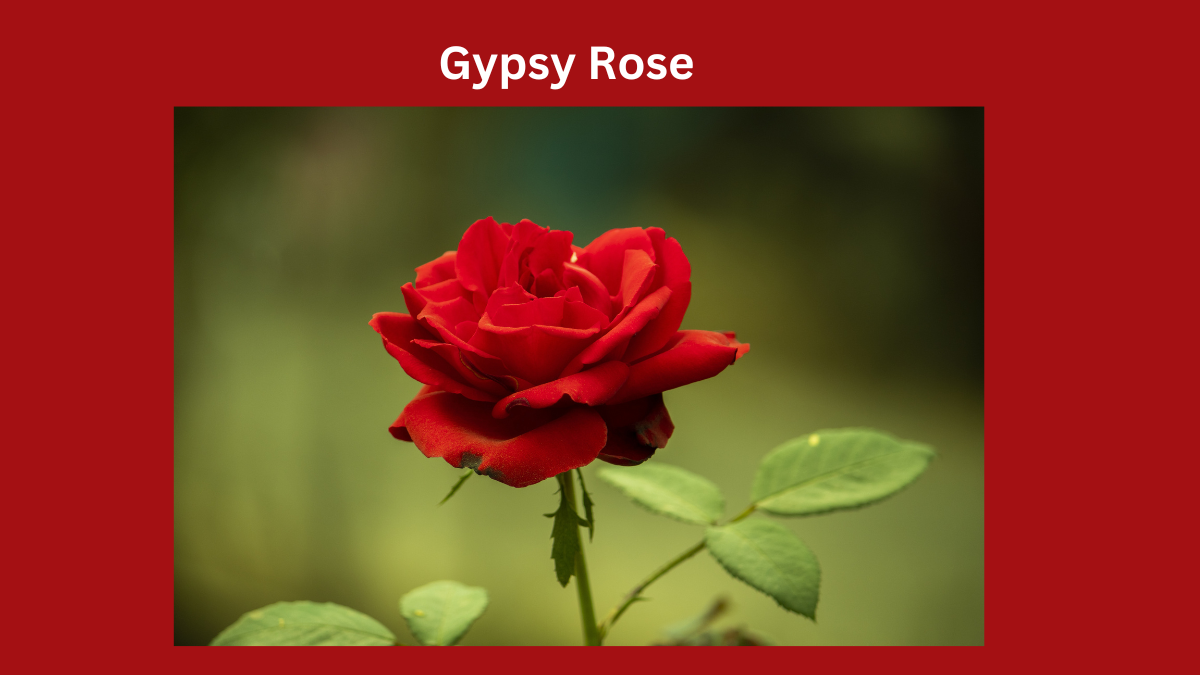 Gypsy Rose