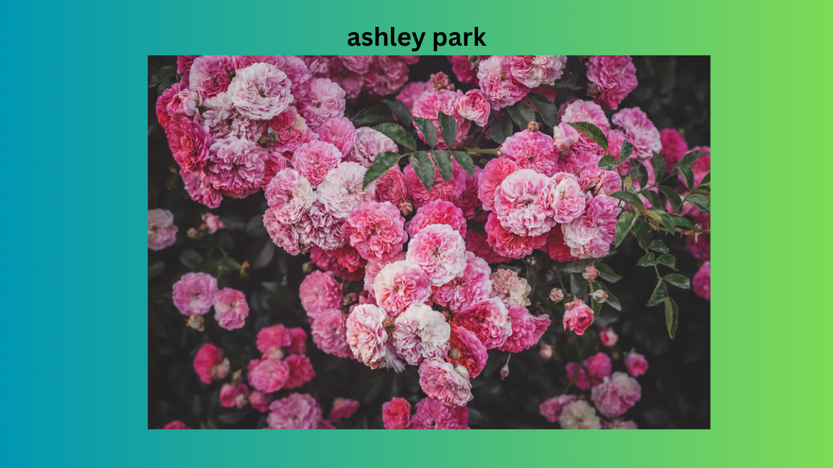 ashley park